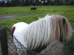 pony