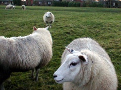 sheep