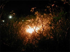 light in bushes