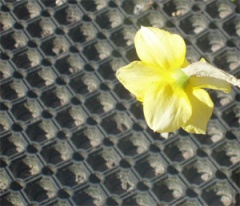 yellow flower