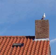 seagull on chimney