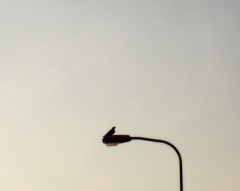 bird on lamppost