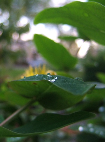 waterdrops on plant leaf