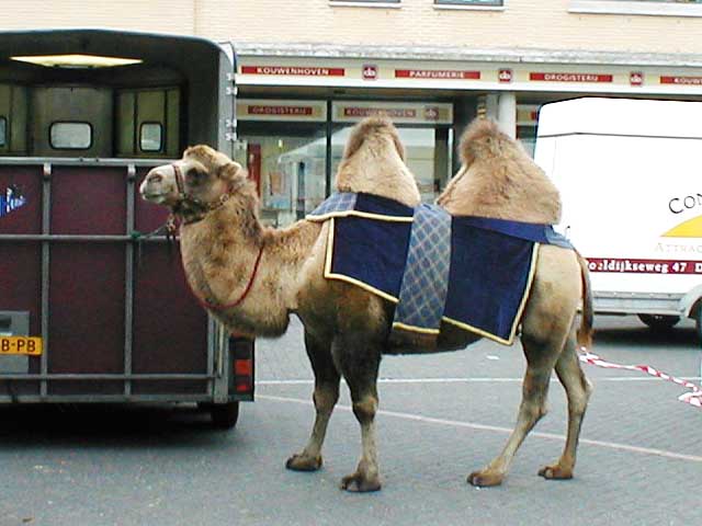 010907 camel