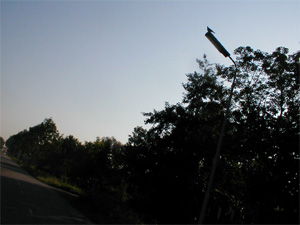 pigeon sitting on a lamppost